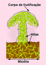 Morfolofia do fungo (Foto: Reprodução/Colégio Qi)