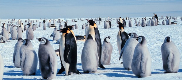 Colônia de pinguim-imperador, no Polo Norte (Foto: Wikimedia Commons)