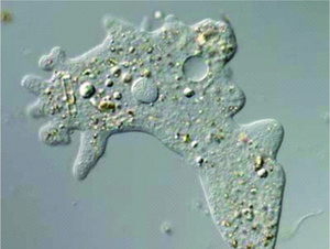 Ilustração de uma ameba. Pode-se observar alguns pseudópodes além daquela descrita acima. (Foto: Reprodução/Colégio Qi)