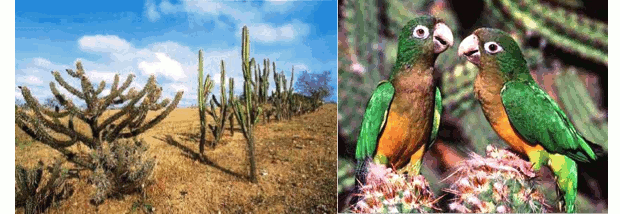 Flora e fauna da Caatinga (Foto: Reprodução)