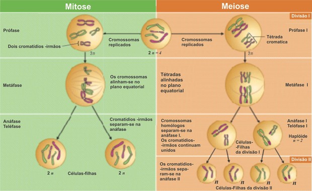 Divisão celular, Fisiologia celular, Biologia