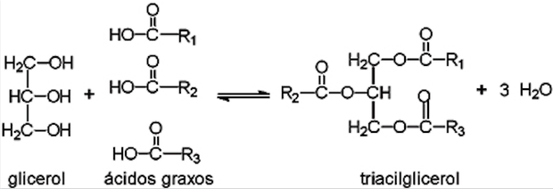 Reação de formação de um triacilglicerol (Foto: Wikipedia)