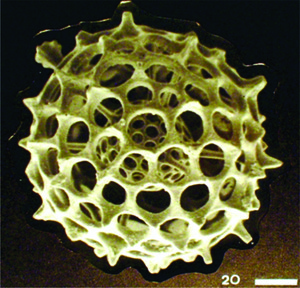 Microscopia eletrônica da carapaça presente externamente à célula de uma espécie de radiolário. (Foto: Reprodução/Colégio Qi)