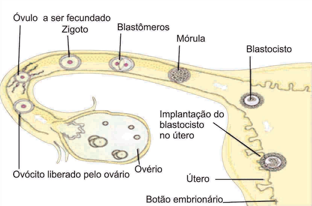 embriologia (Foto: Colégio Qi)