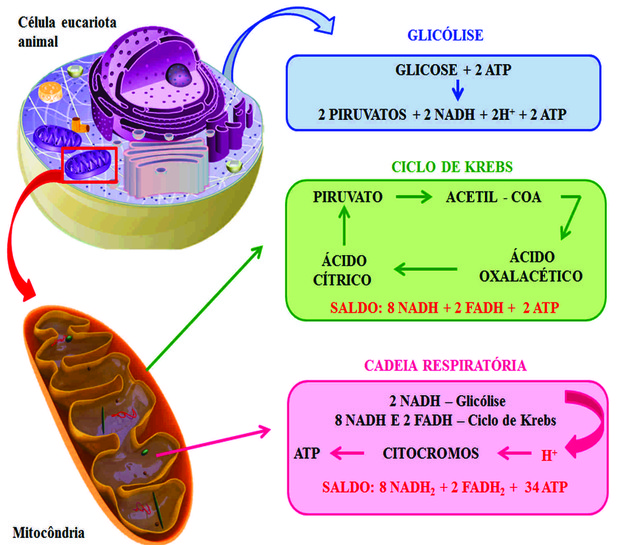 Esquema simplificado dos processos que envolvem a respiração aeróbia (Foto: Objetos educacionais/Mec)