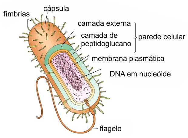 Bactérias (Foto: Colégio Qi)