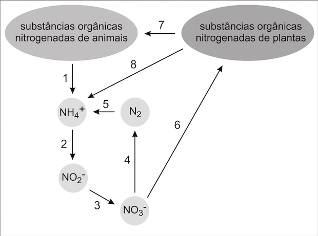 Resumo do ciclo do nitrogênio (Foto: Reprodução/UERJ)