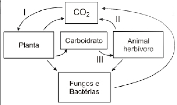 Representação do ciclo do carbono (Foto: Reprodução/UCS)