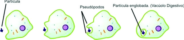 Figura 2: A fagocitose é uma forma de nutrição. O processo inverso da fagocitose é a exocitose no qual o alimento não processado é eliminado para fora da célula. (Foto: Reprodução/Colégio Qi)