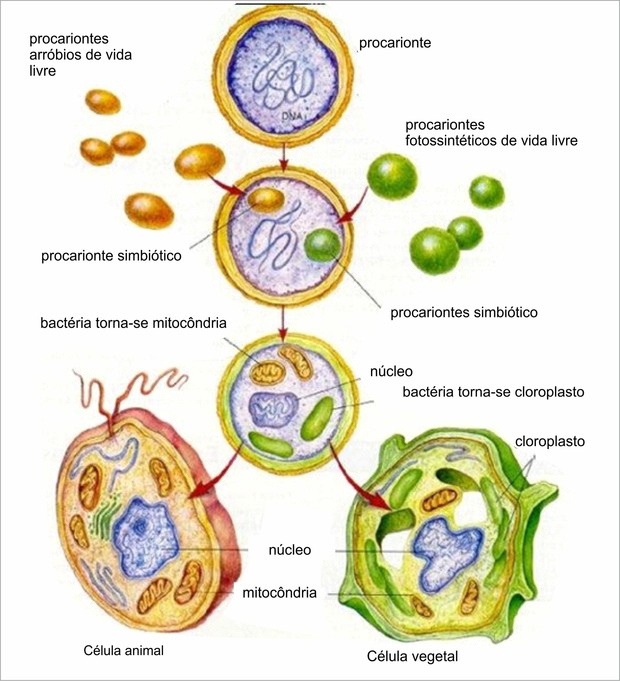Origem e evolução das células e hipótese de endossimbiose (Foto: Reprodução)