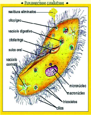 Figura 5: Esquema de um protozoário ciliado – Paramecium candatum. O sulco oral é um ponto para ingerir o alimento coberto por cílios. O vacúolo contrátil é a forma de digestão e aliminação do excesso de água.  (Foto: Reprodução/Colégio Qi)