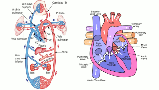 Representação da carótida e do coração (Foto: Colégio Qi/Reprodução)