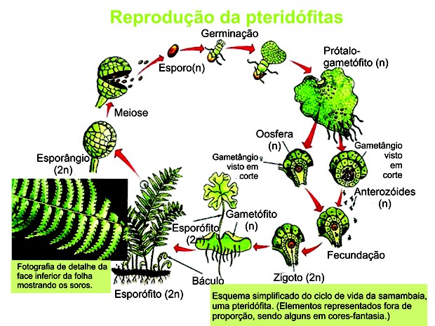 Figura 2: o ciclo reprodutivo da samambaia. (Foto: Reprodução/Colégio Qi)