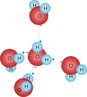 Molécula de água funciona como solvente universal  (Foto: Colégio Qi)