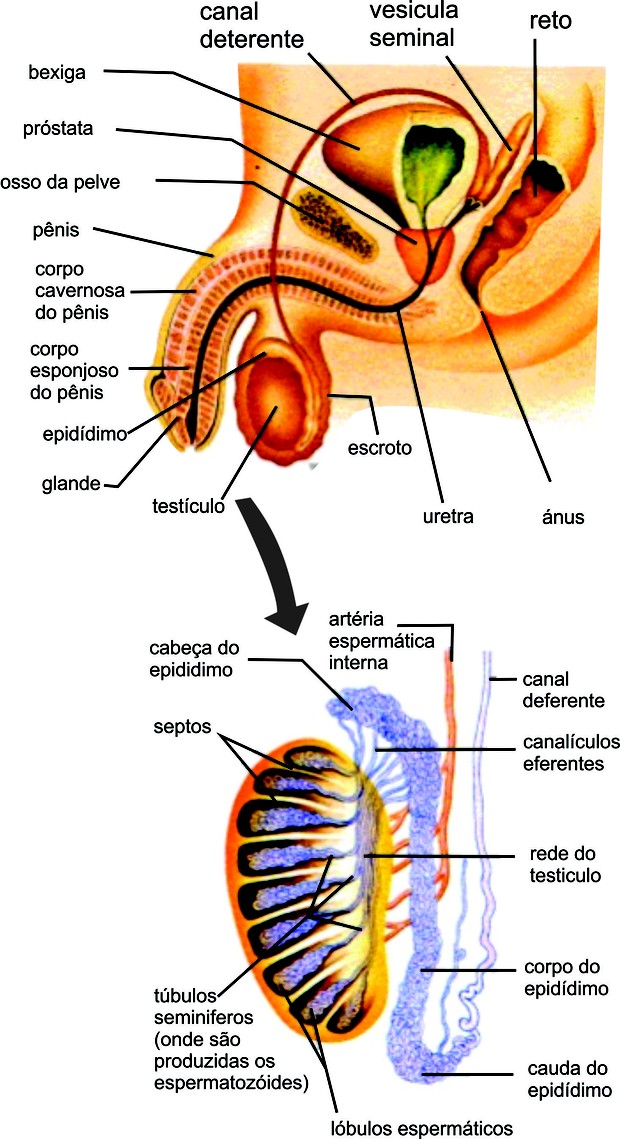 Sistema genital masculino (Foto: Reprodução/Colégio Qi)