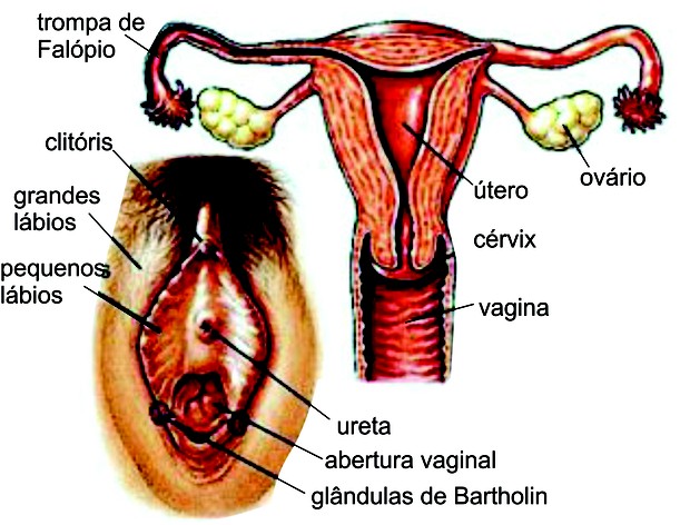 Sistema genital feminino (Foto: Reprodução/Colégio Qi)
