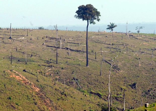 Desmatamento na Floresta Amazônica (Foto: Antônio Cruz/ABr)
