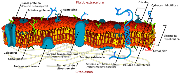 Membrana plasmática (Foto: Wikimedia commons)