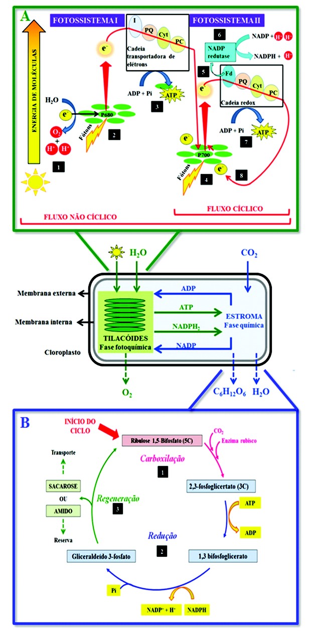 Fotossíntese - metabolismo energético (Foto: Colégio Qi)