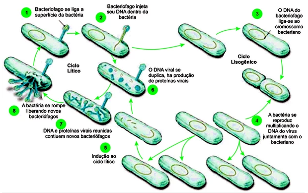 Esquema que mostra a reprodução do bacteriófago (Foto: Colégio Qi)