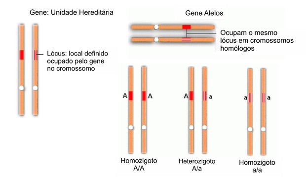 Conceitos básicos da genética (Foto: Colégio Qi)