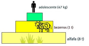 Pirâmide de biomassa comum (Foto: Reprodução / Colégio Qi)