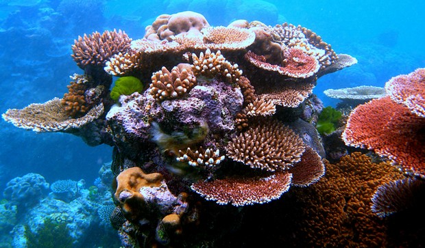 A riqueza das cores presentes nos corais é característica da Grande Barreira (Foto: Wikimedia Commons)
