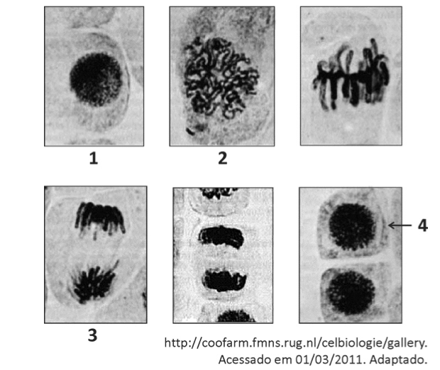 Mitose e Intérfase - Revisão de divisão celular - Biologia Enem