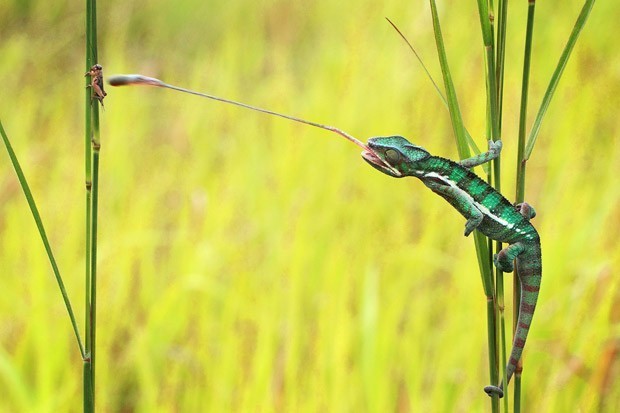 Predatismo: camaleão captura inseto. (Foto: G1)