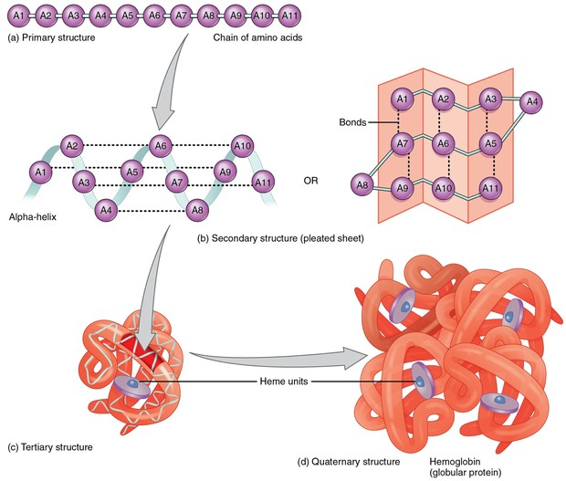 Níveis de estruturas proteicas (Foto: Wikipedia)