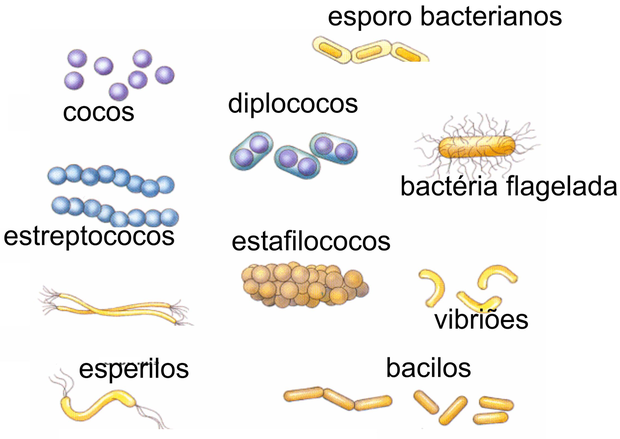 Bactérias (Foto: Colégio Qi)