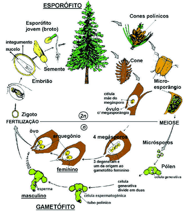 Reprodução das gimnospermas tendo como modelo o pinheiro do gênero Pinus sp. (Foto: Reprodução/Colégio Qi)