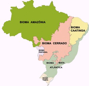Tipos de vegetação do Brasil - Estudo Prático