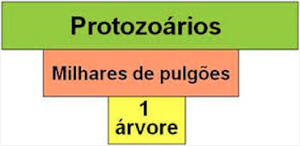 Número de protozoários é maior do que o de pulgões nas árvores (Foto: Reprodução / Colégio Qi)